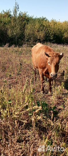 Корова,козы