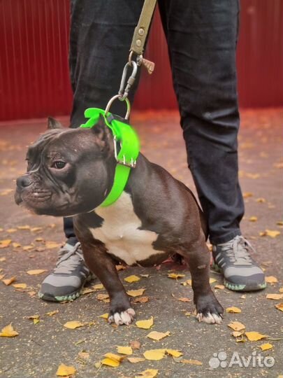 Щенок американский булли девочка классик