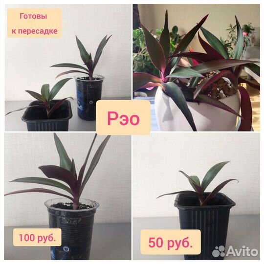 Олеандр. Герань. Пеларгонии. Рэо. Комнатные цветы