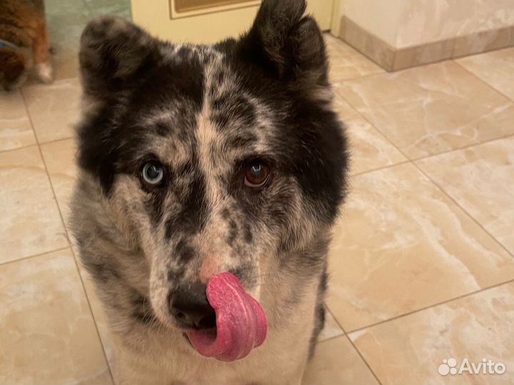 Легкое говяжье сушеное 1,5 кг для собак