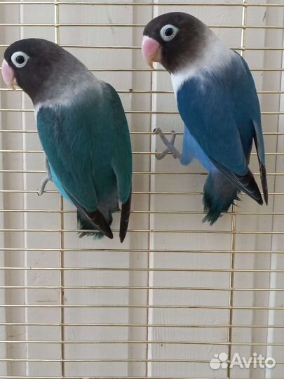 Попугай неразлучники фишер