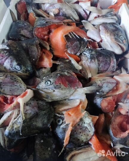 Рыба голву форель