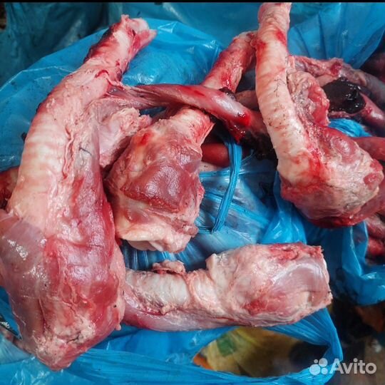 Кадыки на корм собакам