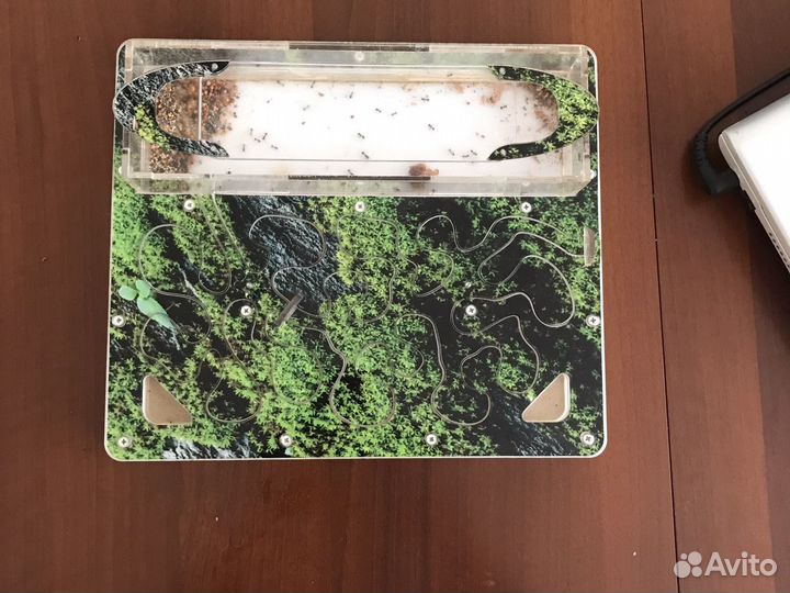 Муравьиная ферма без муравьев