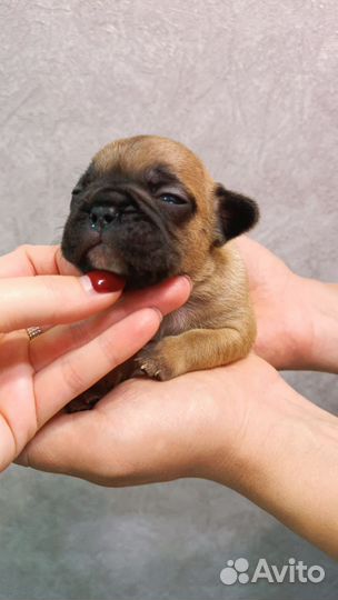 Французский бульдог