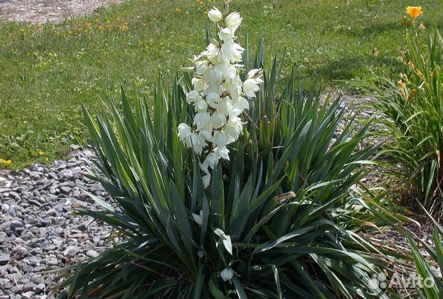 Юкка нитчатая