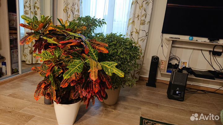 Комнатные цветы