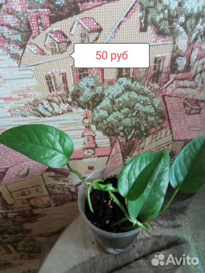 Сциндарсус