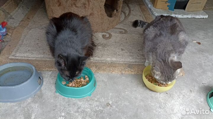 Кошка в дар