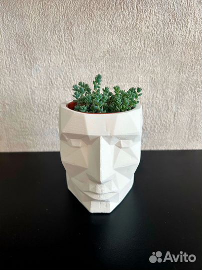 Растение в горшке (седум)