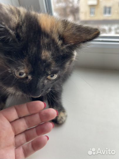 Котенок девочка 2 месяца