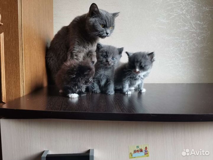 Британские котята