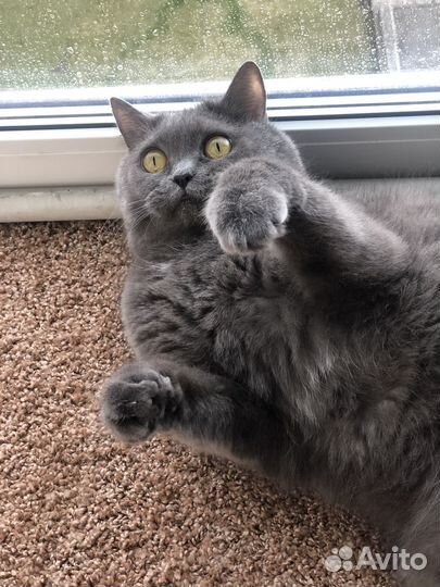 Британец шарлотанец