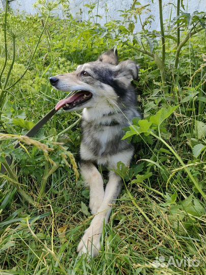 Собака улыбака из приюта ждёт свою семью
