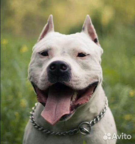 Купирование ушей