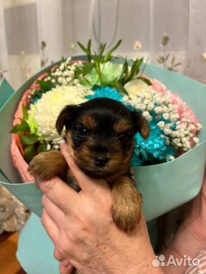 Йоркширский терьер щенки