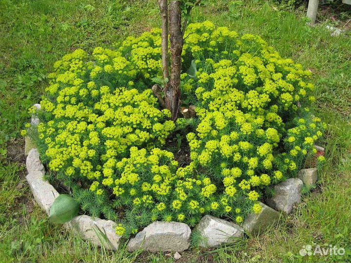 Садовые многолетники: