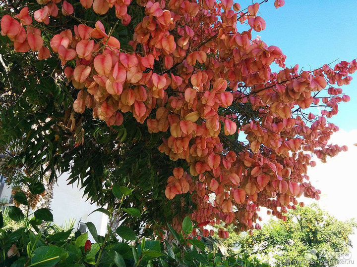 Кельрейтерия (псевдомыльное дерево)
