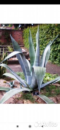 Агава голубая опунция магнолия