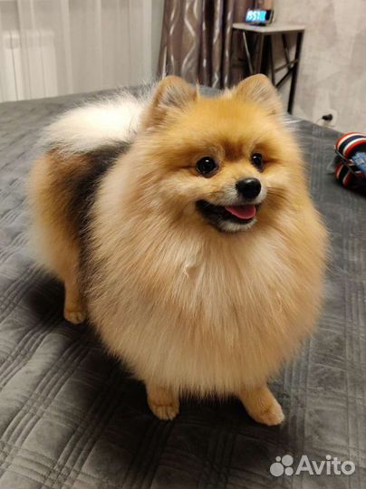 Шпиц вязка(не продажа)