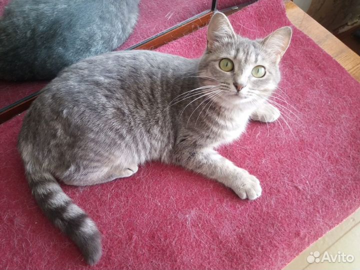 Молодая кошечка