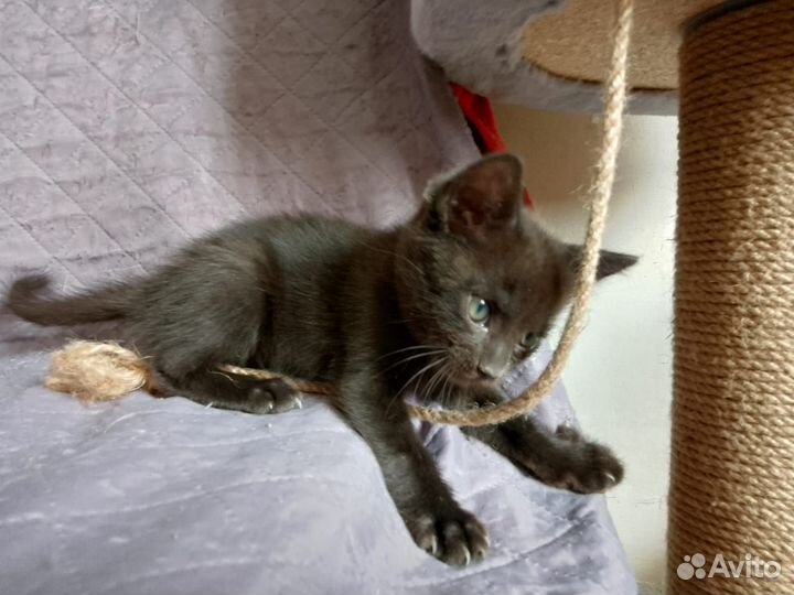 Котёнок, девочка, 1.5 мес