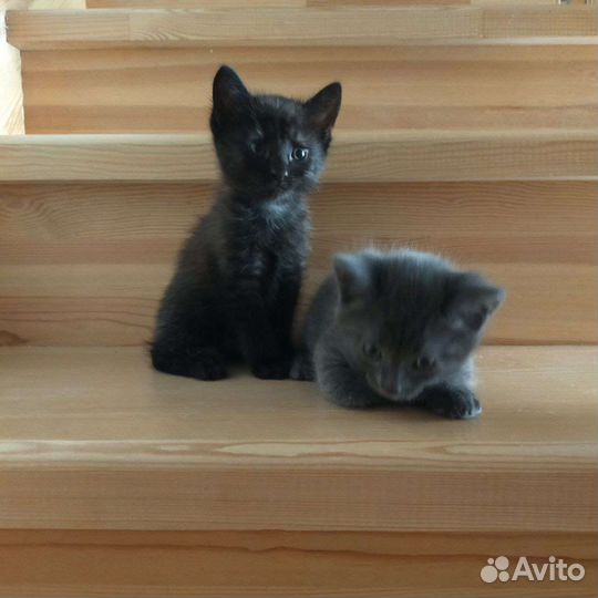 Кошки в добрые руки бесплатно