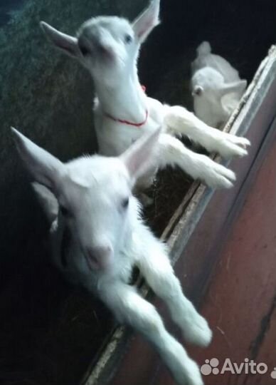 Козочки дойные,маленькая козочка, молоко козье