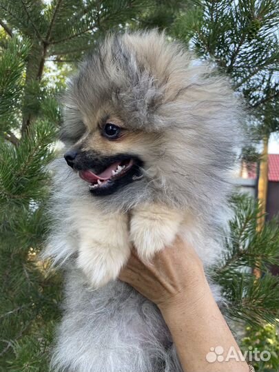 Продам щенков шпица