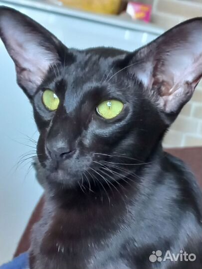 Ориентальные котята