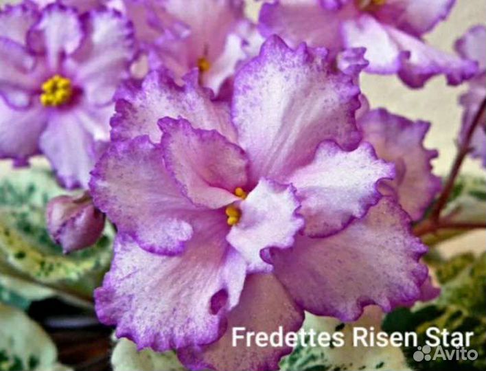 Детки сортовых фиалок