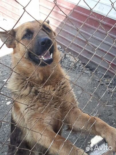 Собаки щенки немецкая овчарка