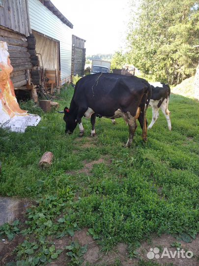 Корова дойная