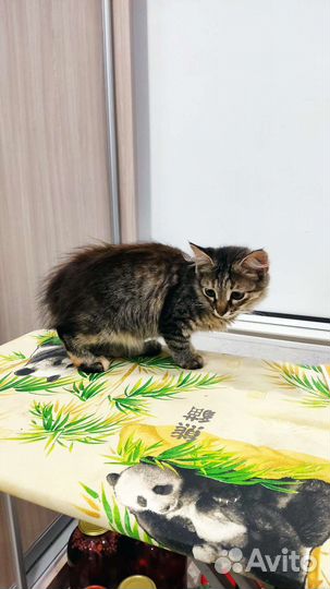 Кошка в дар бесплатно