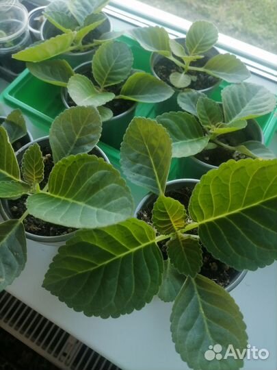 Глоксиния полумахровая красная. Молодые кустики