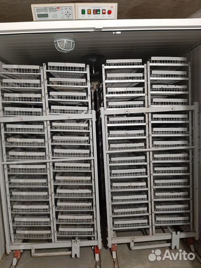 Инкубаторы Предварительный и Выводной Стимул