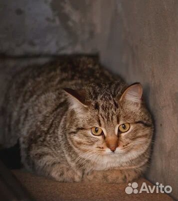 Котик в добрые руки