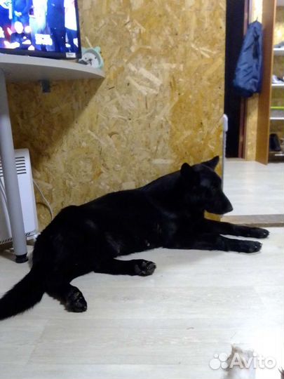 Передержка собак