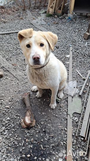 Собака в добрые руки