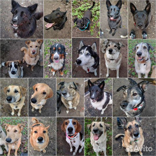 Передержка для собак