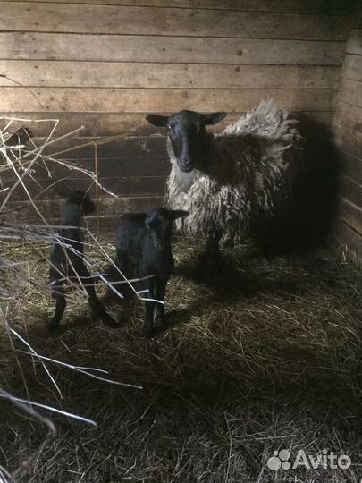 Овцы, бараны, ягнята