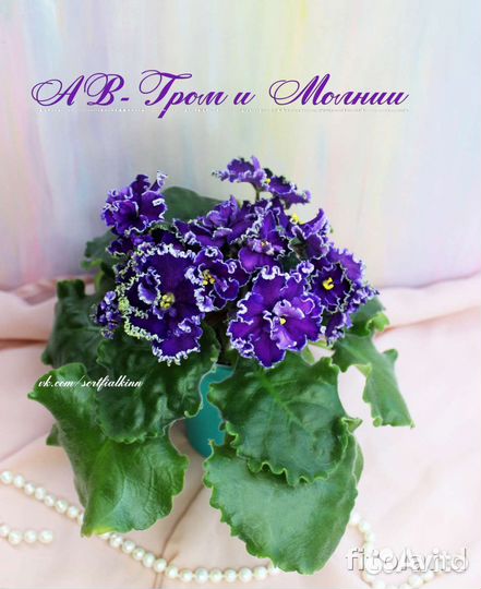 Детки сортовых фиалок