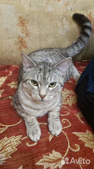 Котики и кошечки в добрые руки