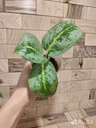 Аглаонема Иви грин, Милки вэй