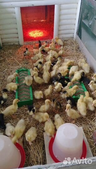 Цыплята, утята, гусята