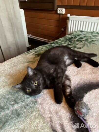 Молоденькая кошечка в поисках дома