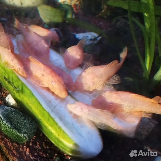 Аквариумные рыбки