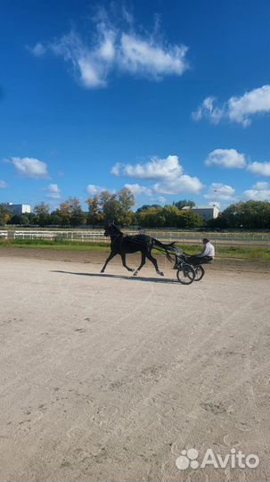 Орловский рысак