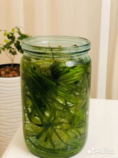 Водоросли для аквариума