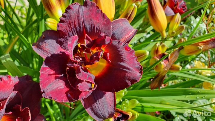 Лилия, Ирис, Лилейник, Дороникум